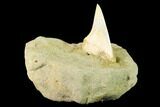 Fossil Mako Shark Tooth On Sandstone - Bakersfield, CA #144511-2